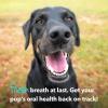image:imageiHeartDogs Brushy Sticks  Dental Treats for Dogs Removes Plaque and Tartar Buildup  GrainFree Dog Teeth Cleaning Chews Made with Chicken  30 Mini Sticks1 Count Pack of 30