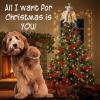 image:imageiHeartDogs Christmas Tree Topper Decoration  The Original Dog Christmas Miracle Angel Dog Tree Topper LED Lighted Halo Snowflake Garland amp Wings Decor Ornament Holiday DecorationWhite Glowing Halo Dog
